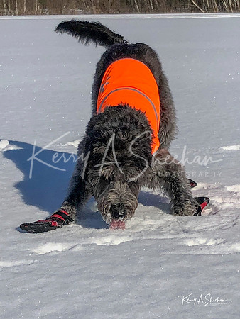 2019_02_17 Snow Shoeing Landscapes-2555