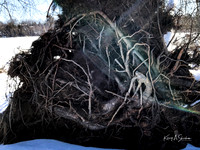 2019_02_17 Snow Shoeing Landscapes-2563