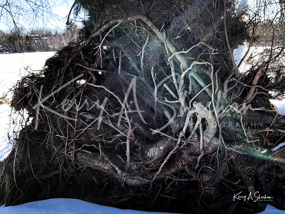 2019_02_17 Snow Shoeing Landscapes-2563