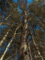 2019_02_17 Snow Shoeing Landscapes-2571