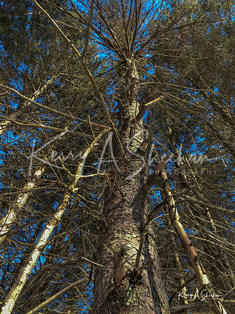 2019_02_17 Snow Shoeing Landscapes-2571