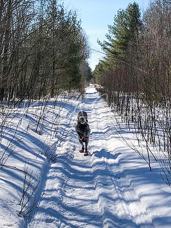 2019_02_17 Snow Shoeing Landscapes-2578