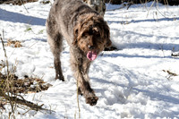 2019_03_09 Bertozzi Trails Groton-8008