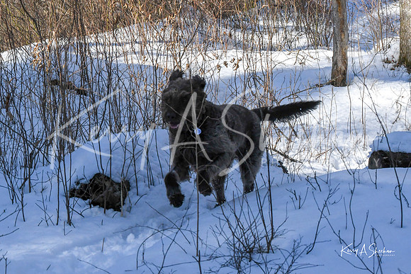 2019_03_09 Bertozzi Trails Groton-7983