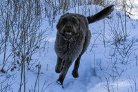 2019_03_09 Bertozzi Trails Groton-7985