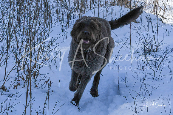 2019_03_09 Bertozzi Trails Groton-7985