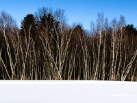 2019_02_17 Snow Shoeing Landscapes-2550