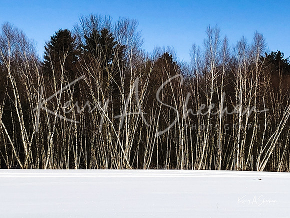 2019_02_17 Snow Shoeing Landscapes-2550