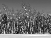 IPHONE 8 - Upstate Snow Shoeing Landscapes 2019