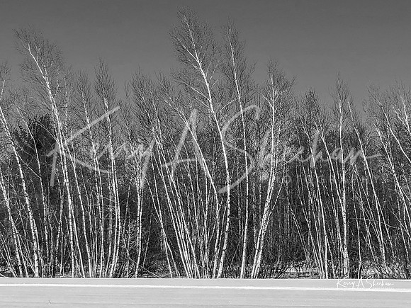 2019_02_17 Snow Shoeing Landscapes-2560