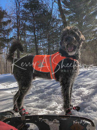 2019_02_17 Snow Shoeing Landscapes-2569