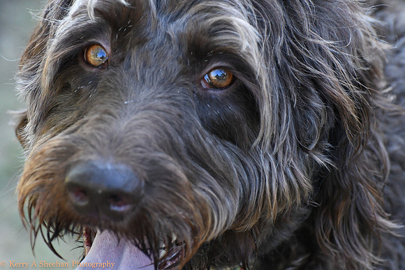 Dogs-0217