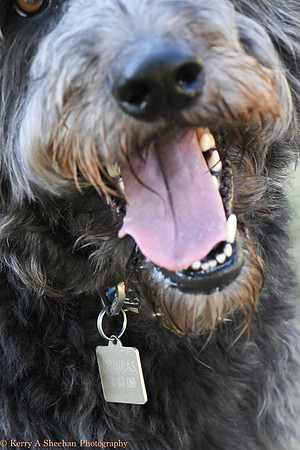 Dogs-0219