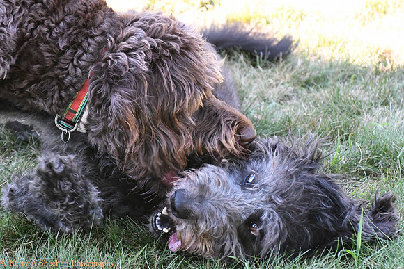 Dogs-0232