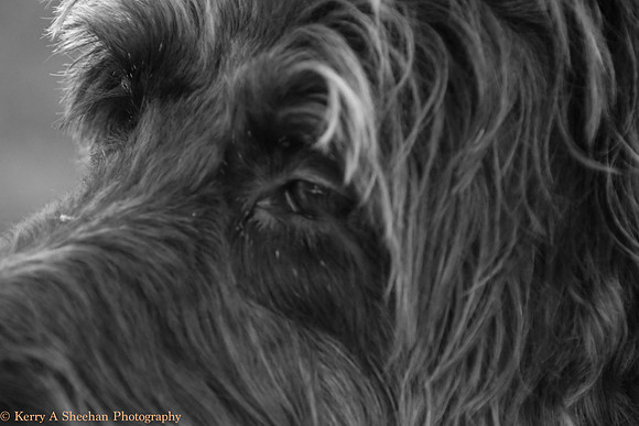 Dogs-0216