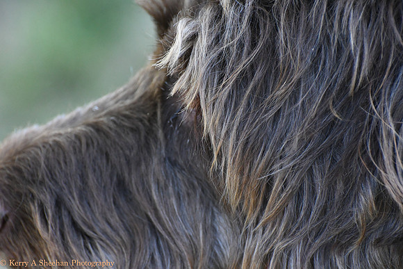 Dogs-0215