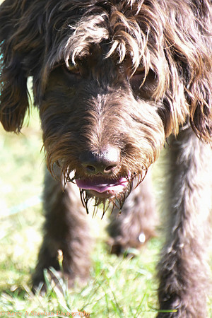 Dogs-0214