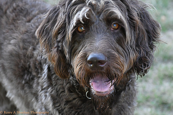 Dogs-0218