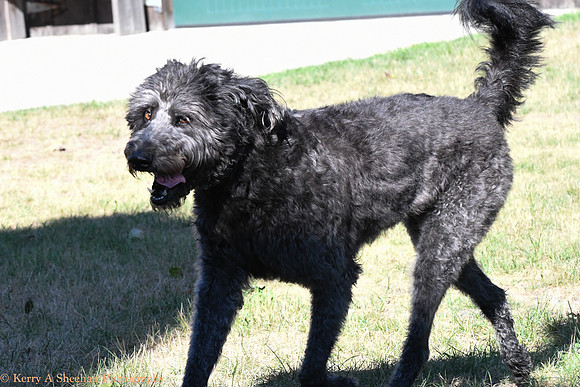 Dogs-0212