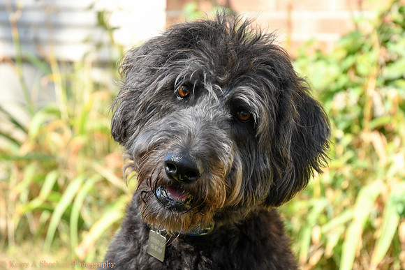 Dogs-0124