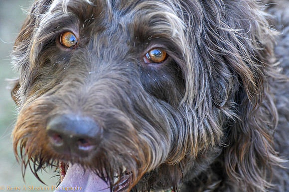 Dogs-0217