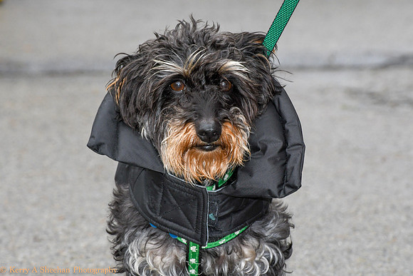 Wags-1033