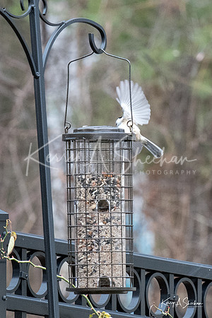 Backyard Birding 1-1336