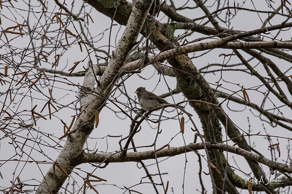 Backyard Birding 1-1341