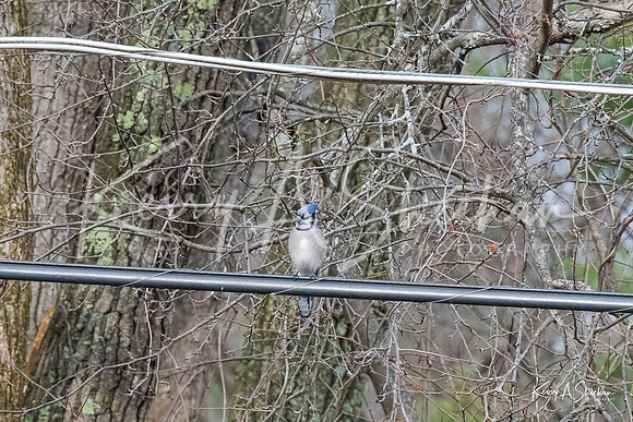 Backyard Birding 1-1339