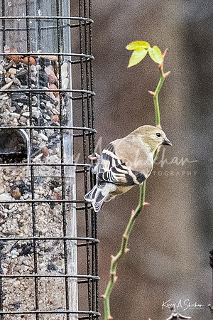 Backyard Birding 1-1361