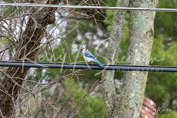 Backyard Birding 1-1344