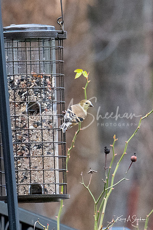 Backyard Birding 1-1362