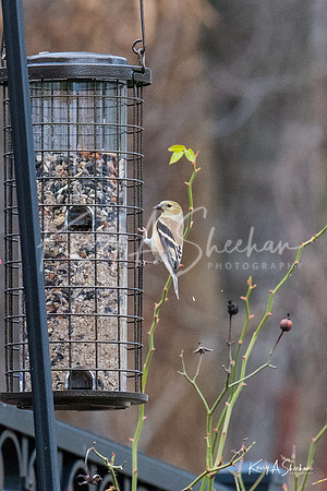 Backyard Birding 1-1364