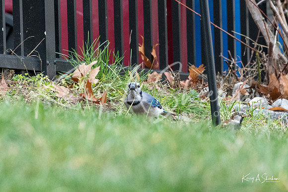 Backyard Birding 1-1368