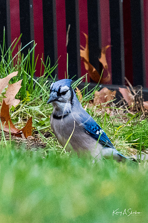 Backyard Birding 1-1370
