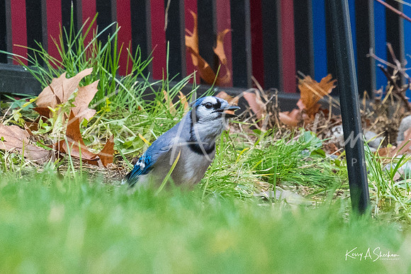 Backyard Birding 1-1373