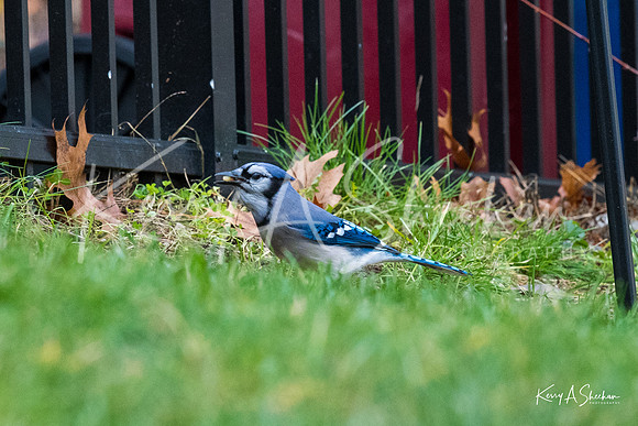Backyard Birding 1-1374