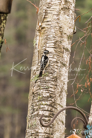 Backyard Birding 1-1386