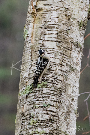 Backyard Birding 1-1388