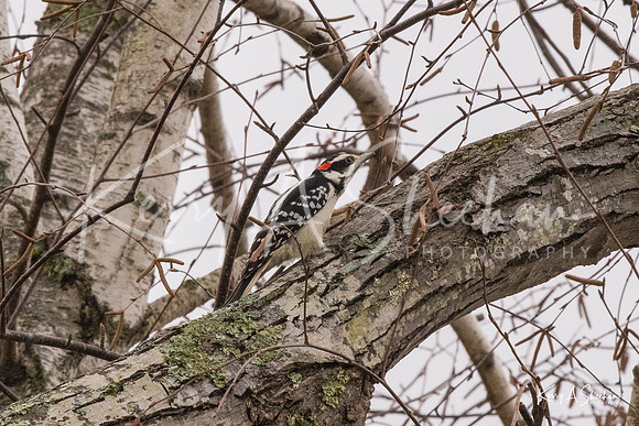 Backyard Birding 1-1391