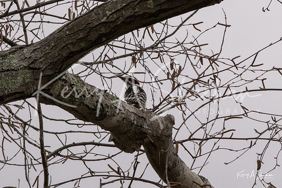 Backyard Birding 1-1394