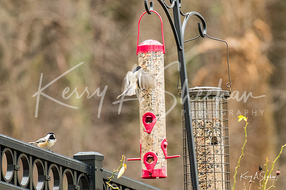 Backyard Birding 1-1407