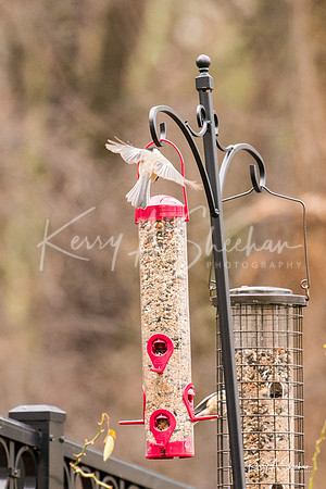 Backyard Birding 1-1408