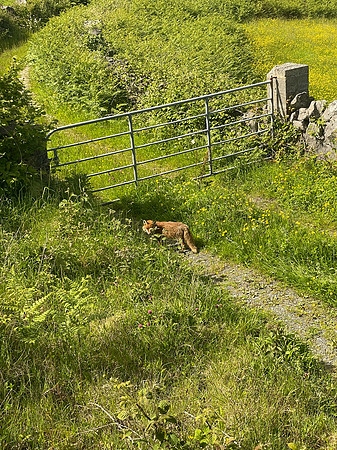 Iphone Ireland-0866